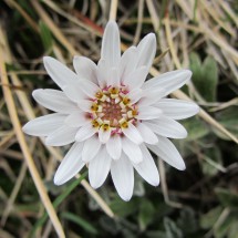 White flower on the shore of Laguna Encantada